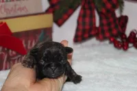 Janice, a female Pug for sale in Decatur, IL – Photo 4 of 5