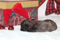 Janice, a female Pug for sale in Decatur, IL – Photo 2 of 5