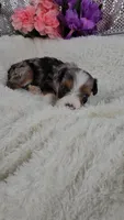 Indigo, a male Miniature Aussiedoodle and Aussalier for sale in Decatur, IL – 5 of 10