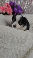 Peony, a female Miniature Aussiedoodle and Aussalier for sale in Decatur, IL – 4 of 8