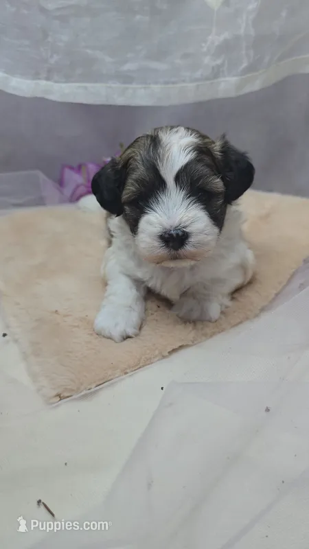Buddy – Shichon puppy for sale in Decatur, IL