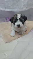 Buddy, a male Shichon for sale in Decatur, IL – 1 of 3