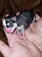 Turkey Tom, a male Pomsky for sale in Decatur, IL – Photo 3 of 9
