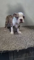 Legend , a male Boston Terrier for sale in Decatur, IL – 4 of 9