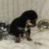 Dancer, a female Pomsky and Aussalier for sale in Decatur, IL – Photo 2 of 3