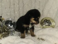 Dancer, a female Pomsky and Aussalier for sale in Decatur, IL – Photo 2 of 3