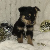 Dancer, a female Pomsky and Aussalier for sale in Decatur, IL – Photo 1 of 3