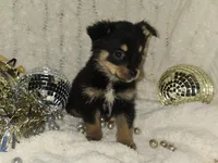 Dancer, a female Pomsky and Aussalier for sale in Decatur, IL – Photo 1 of 3