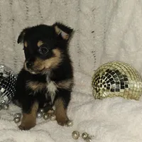 Dancer, a female Pomsky and Aussalier for sale in Decatur, IL – Photo 3 of 3