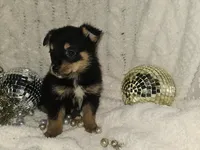 Dancer, a female Pomsky and Aussalier for sale in Decatur, IL – Photo 3 of 3