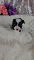 Violet, a female Miniature Aussiedoodle and Aussalier for sale in Decatur, IL – 4 of 10