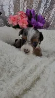 Indigo, a male Miniature Aussiedoodle and Aussalier for sale in Decatur, IL – 6 of 10