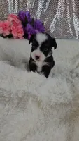 Violet, a female Miniature Aussiedoodle and Aussalier for sale in Decatur, IL – 9 of 10