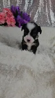 Violet, a female Miniature Aussiedoodle and Aussalier for sale in Decatur, IL – 6 of 10
