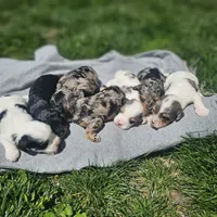 Starlet , a female Cavapoo for sale in Decatur, IL – 9 of 9
