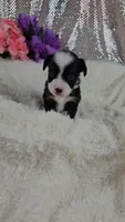 Violet, a female Miniature Aussiedoodle and Aussalier for sale in Decatur, IL – 7 of 10