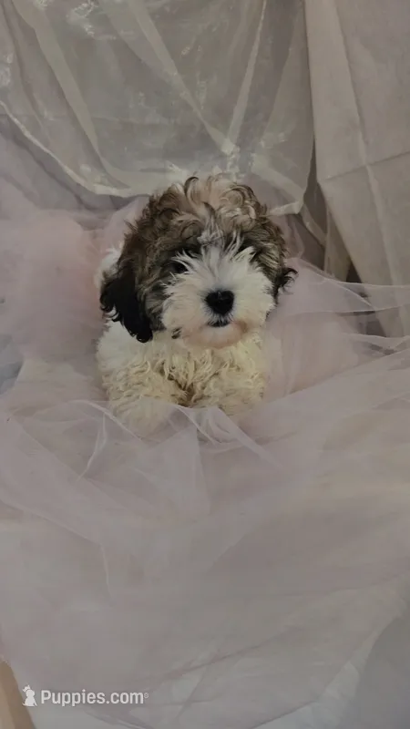 Buddy – Shichon puppy for sale in Decatur, IL