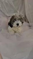 Buddy, a male Shichon for sale in Decatur, IL – 1 of 9