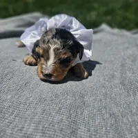 Indie, a female Cavapoo for sale in Decatur, IL – 4 of 10
