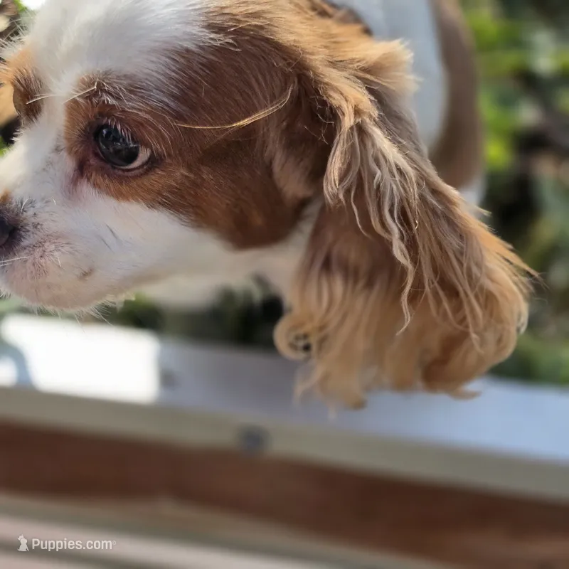 AKC Sweetie – Cavalier King Charles Spaniel puppy for sale in Decatur, IL