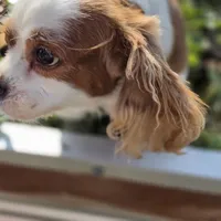 AKC Sweetie, a female Cavalier King Charles Spaniel for sale in Decatur, IL – 1 of 8