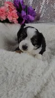 Peony, a female Miniature Aussiedoodle and Aussalier for sale in Decatur, IL – 2 of 8