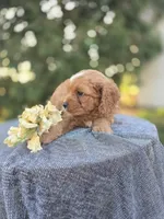 Pap, a male Cavapoo for sale in Decatur, IL – 3 of 10