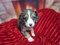 Purity, a female Aussalier for sale in Decatur, IL – Photo 3 of 6