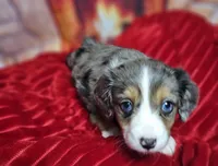 Purity, a female Aussalier for sale in Decatur, IL – Photo 1 of 6