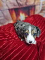 Purity, a female Aussalier for sale in Decatur, IL – Photo 6 of 6