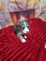 Purity, a female Aussalier for sale in Decatur, IL – Photo 4 of 6