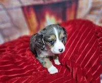 Purity, a female Aussalier for sale in Decatur, IL – Photo 2 of 6