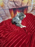 Purity, a female Aussalier for sale in Decatur, IL – Photo 5 of 6