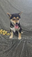 Blake, a male Shiba Inu for sale in Decatur, IL – 3 of 3