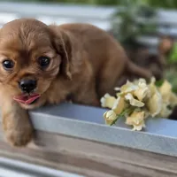 AKC Robbie, a male Cavalier King Charles Spaniel for sale in Decatur, IL – 9 of 10