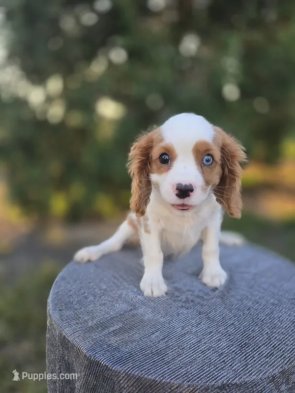 AKC Leo – Cavalier King Charles Spaniel puppy for sale in Decatur, IL