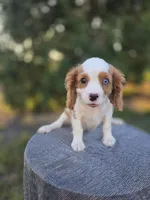 AKC Leo, a male Cavalier King Charles Spaniel for sale in Decatur, IL – 1 of 10