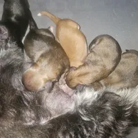 Pomsky Poo, a male Pomapoo and Pomsky for sale in Decatur, IL – Photo 2 of 2