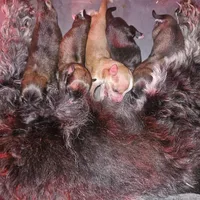 Pomsky Poo, a male Pomapoo and Pomsky for sale in Decatur, IL – Photo 1 of 2