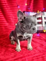 Prada 💥 Full rights 💥, a female French Bulldog for sale in Decatur, IL – Photo 7 of 10