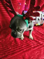 Prada 💥 Full rights 💥, a female French Bulldog for sale in Decatur, IL – Photo 8 of 10