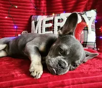 Prada 💥 Full rights 💥, a female French Bulldog for sale in Decatur, IL – Photo 1 of 10