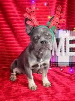 Prada 💥 Full rights 💥, a female French Bulldog for sale in Decatur, IL – Photo 6 of 10