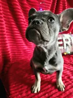 Prada 💥 Full rights 💥, a female French Bulldog for sale in Decatur, IL – Photo 9 of 10