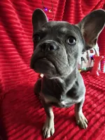 Prada 💥 Full rights 💥, a female French Bulldog for sale in Decatur, IL – Photo 3 of 10