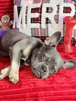 Prada 💥 Full rights 💥, a female French Bulldog for sale in Decatur, IL – Photo 10 of 10