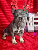 Prada 💥 Full rights 💥, a female French Bulldog for sale in Decatur, IL – Photo 5 of 10