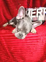 Prada 💥 Full rights 💥, a female French Bulldog for sale in Decatur, IL – Photo 4 of 10
