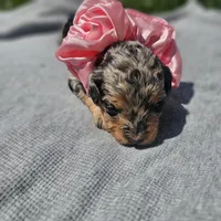 Starlet , a female Cavapoo for sale in Decatur, IL – 1 of 9