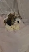 Buddy, a male Shichon for sale in Decatur, IL – 5 of 9